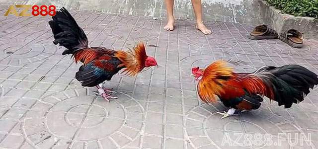 Những cách chơi đá gà cựa sắt hiệu quả Những cách chơi đá gà cựa sắt hiệu quả