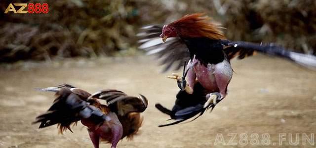 Xác định cơ hội giải trí qua dịch vụ đá gà cựa sắt Xác định cơ hội giải trí qua dịch vụ đá gà cựa sắt